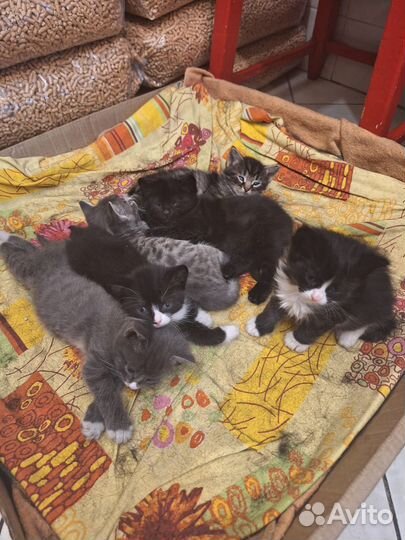 Котята домашние, красивые
