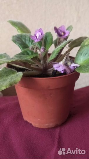 Фиалка цветущая