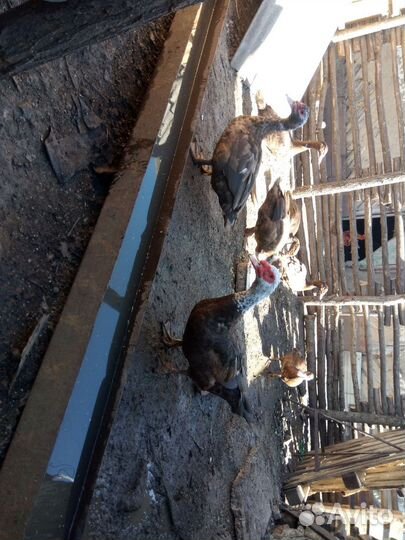 Индоутки коричневые