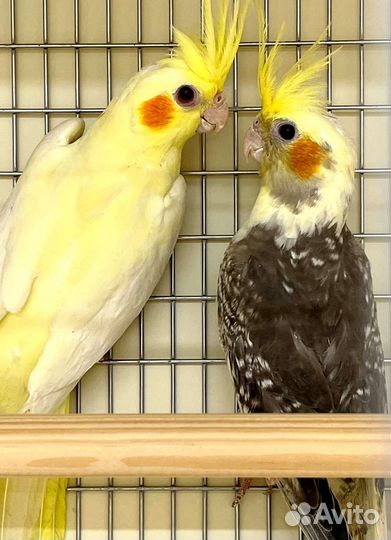 Попугай корелла ручной