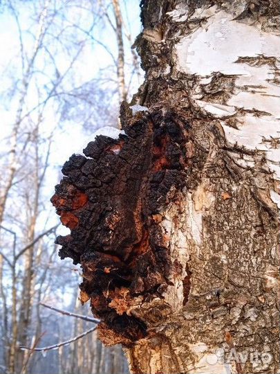 Устали от хронической усталости Завари чагу