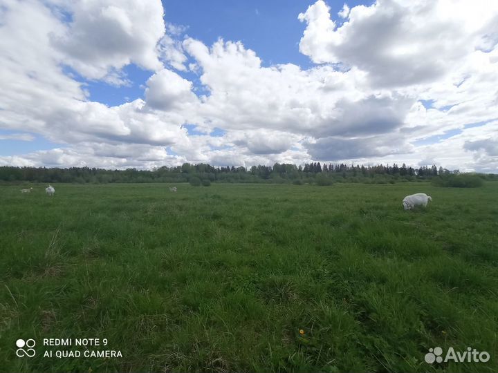 Козий сыр ремесленный, Молоко козье цельное