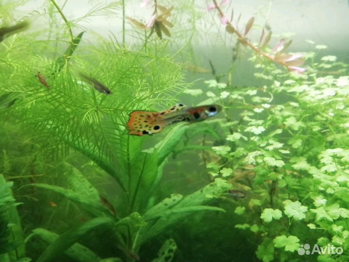 Гуппи эндлера и кобра