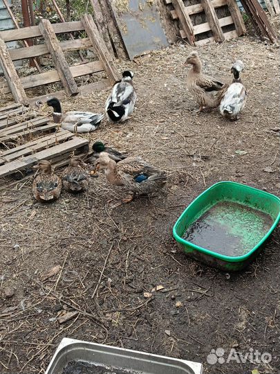 Утки хохлатые