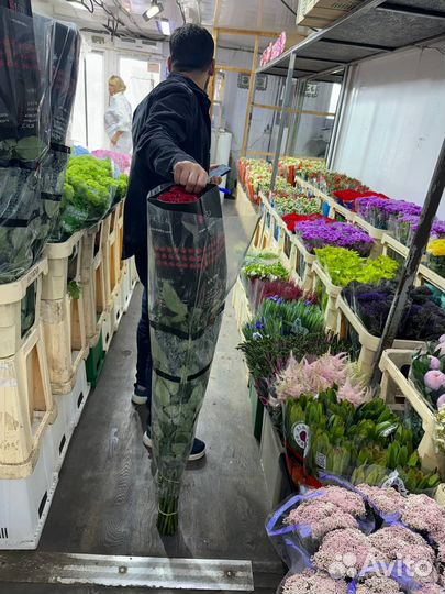 Метровые розы и выше