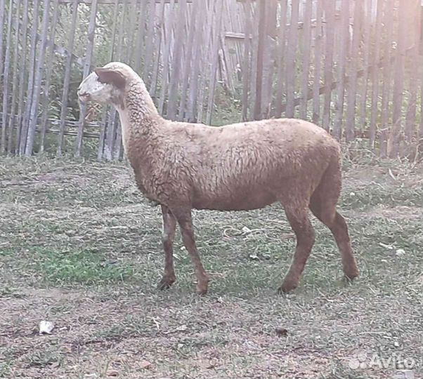 Овцы ярки бараны
