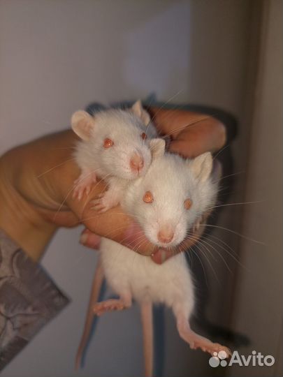 Крысята малыши