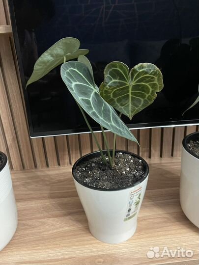 Антуриум кларинервиум (хрустальный