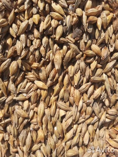 Ячмень яровой