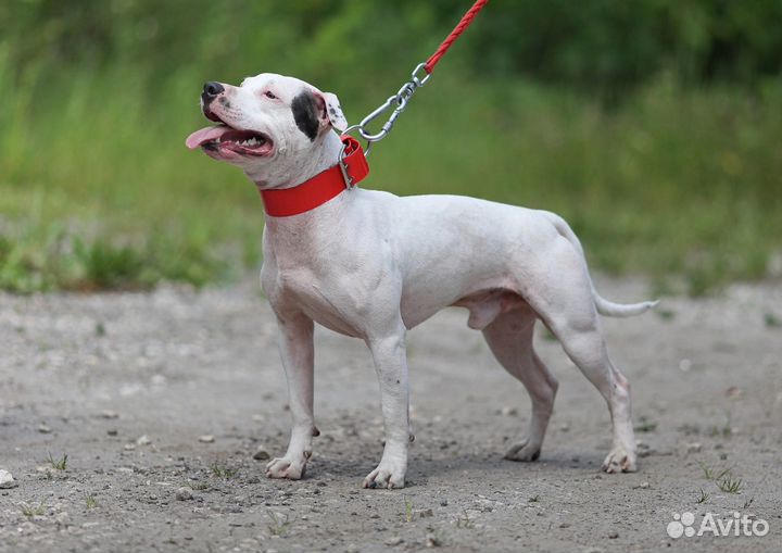 Щенки Питбуля - бронь