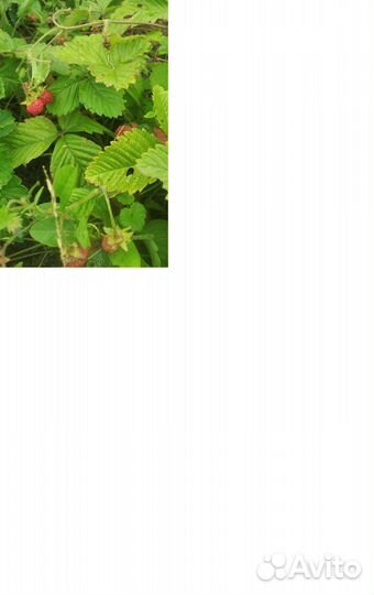 Клубника Викторя и Чебурашка,Земляника садовая 30ш