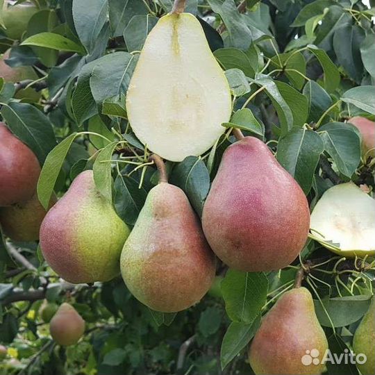 Саженцы груши 2,2 метра