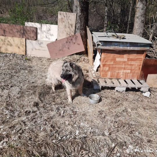 Собака ищет новый дом