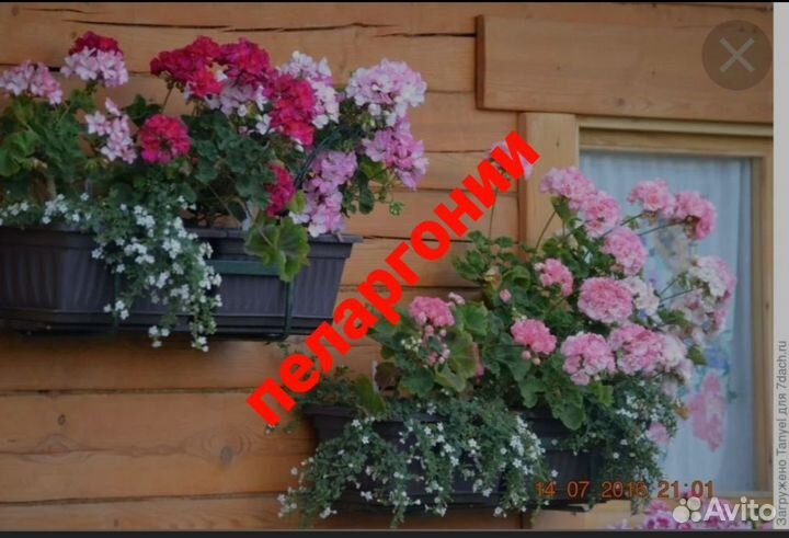 Пеларгонии сортовые