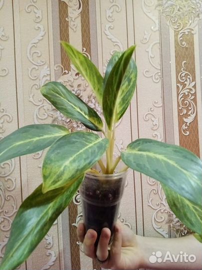 Комнатные цветы