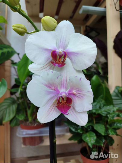 Орхидея Mountion с мутацией