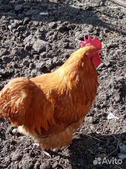 Инкубационное яйцо крупных пород кур гусей