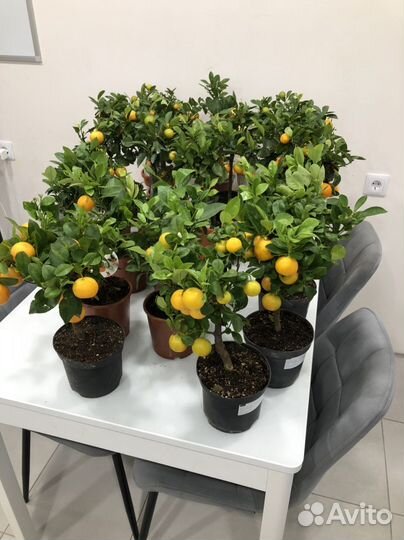 Мандариновое дерево