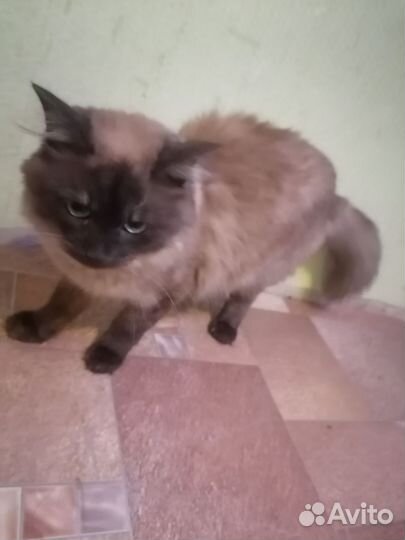 Сиамский кот