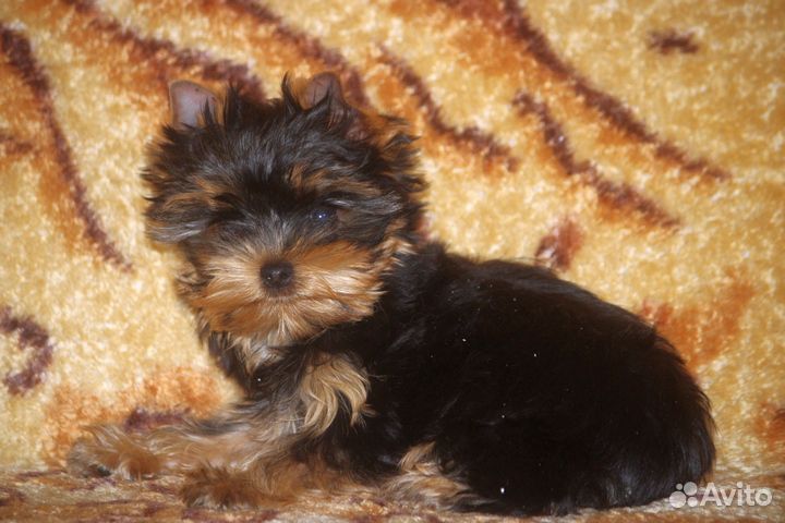 Йоркширский терьер мини девочка
