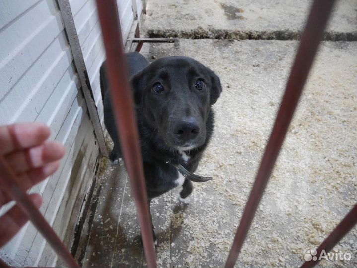 Собака бесплатно