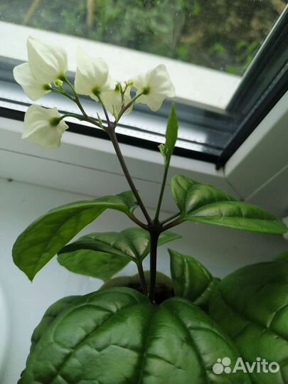 Клеродендрум госпожи Томпсон