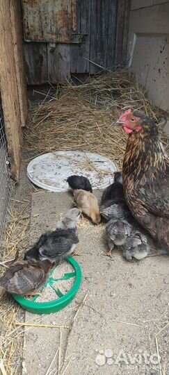 Наседка с цыплятами