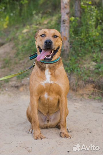 Арчи ищет дом