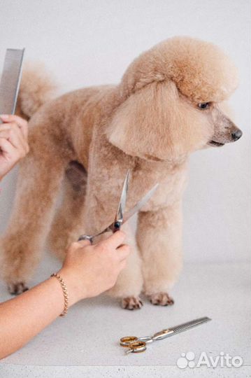 Вязка пудель кобель