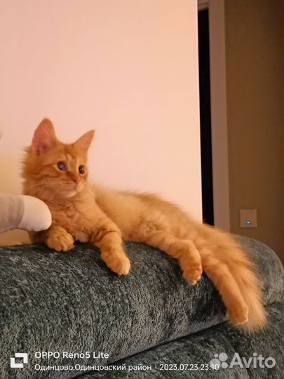 Кошка в дар бесплатно