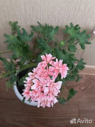 Пеларгония герань