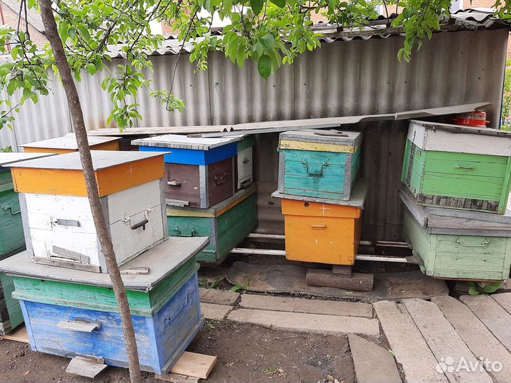 Улики для пчёл