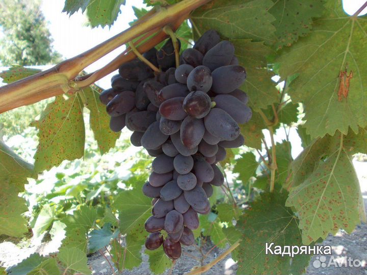 Продам саженцы и чубуки Винограда