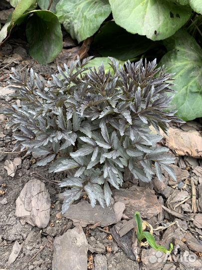 Клопогон многолетнее тенелюбивое растение