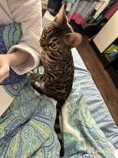 Бенгальская кошка вязка