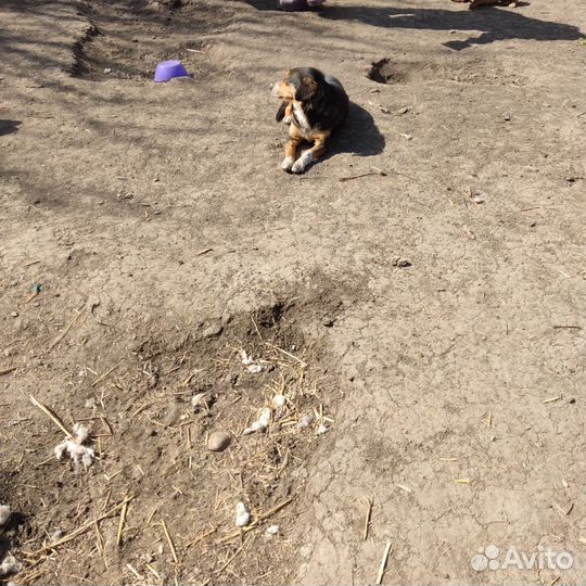 Собачка в дар