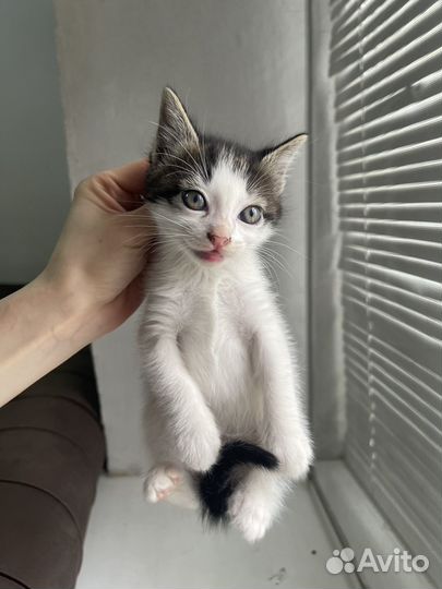 Котята бесплано