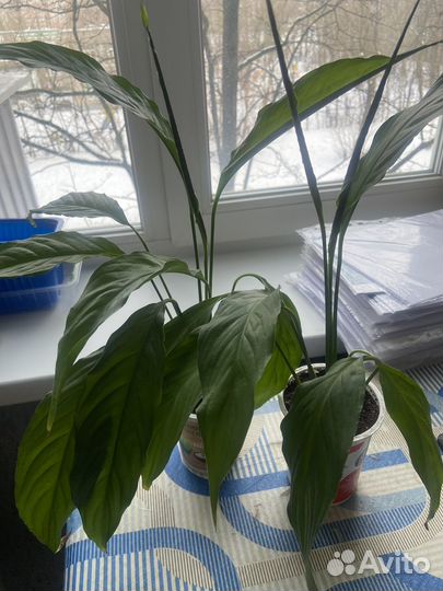 Комнатные растения цветы