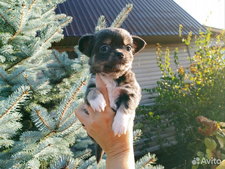 Крошка микро