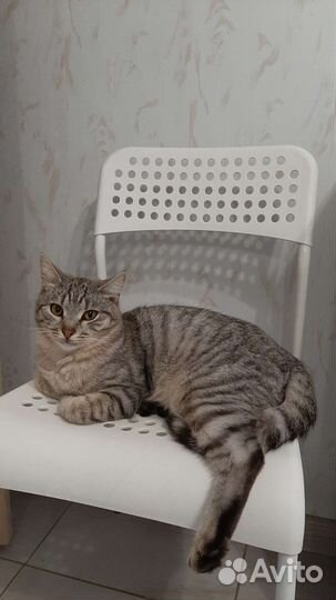 Один-серый, другой-рыжий