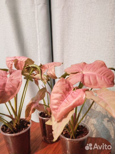 Сингониум Неон робуста