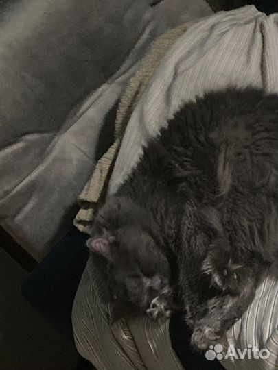 Кот