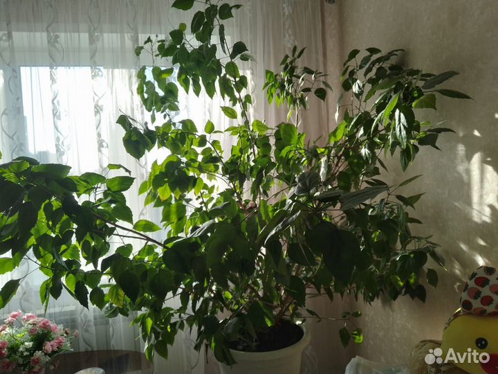 Гибискус китайская роза