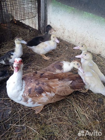 Утята индоутки