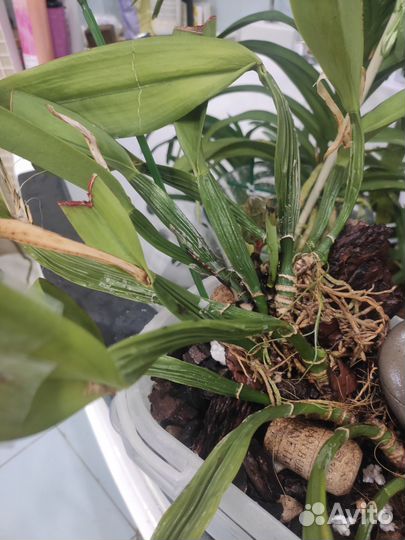 Орхидея каттлея