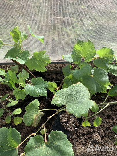 Саженцы винограда