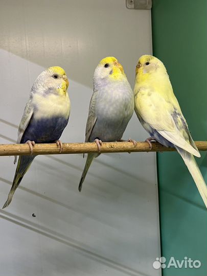 Волнистые попугаи девочки радужные пинто