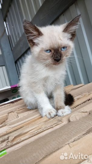 Сиамский котик в добрые руки