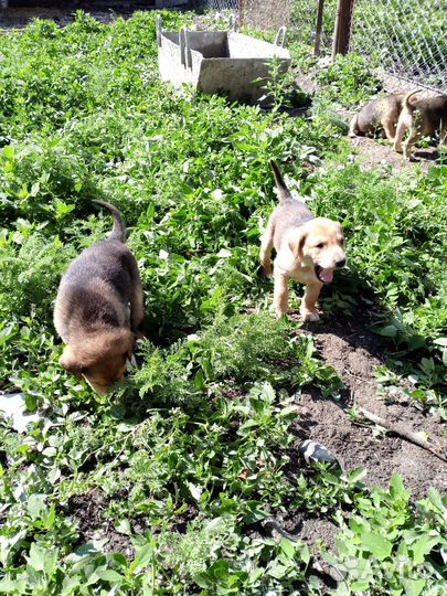 Русские гончие щенки