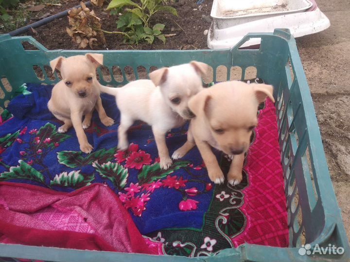 Щенки чихуахуа мини